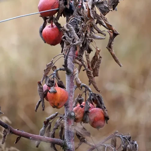 צמח עם פירות באושים